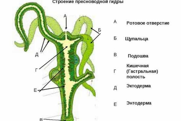 Тор для кракена